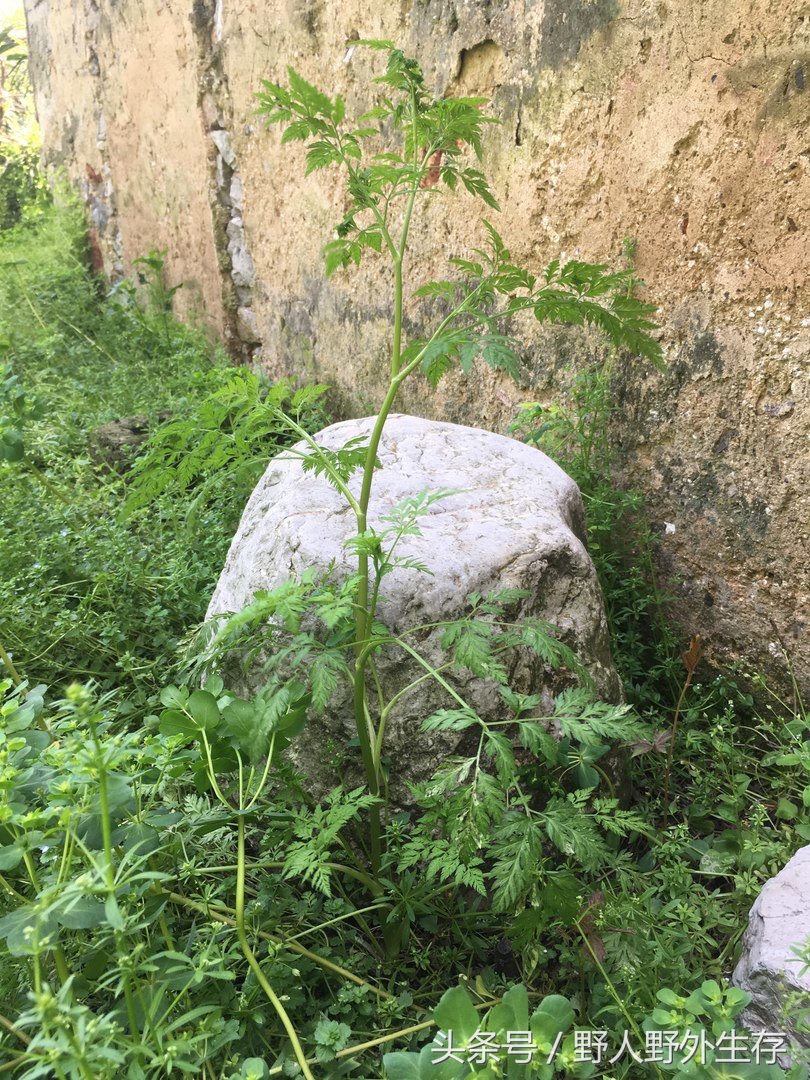 正宗枸杞野菜图片,枸杞苗野菜