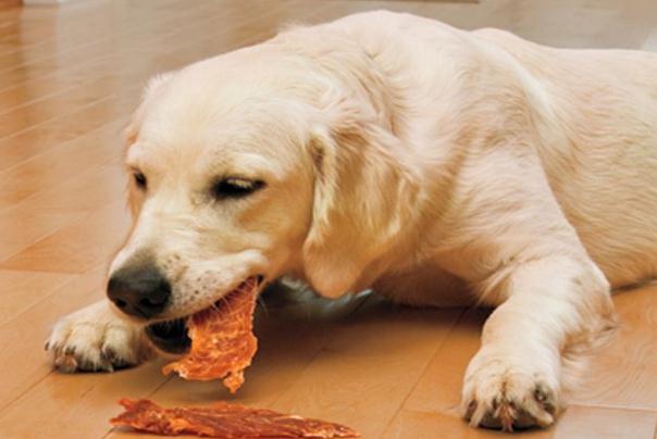 如何教会狗狗定点上厕所,如何引导狗狗去指定的地方上厕所