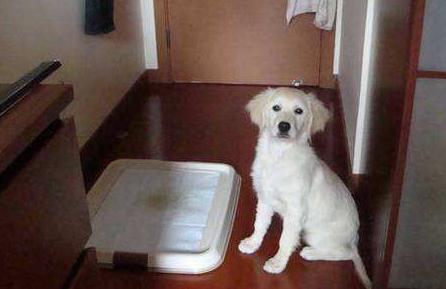 如何教会狗狗定点上厕所,如何引导狗狗去指定的地方上厕所