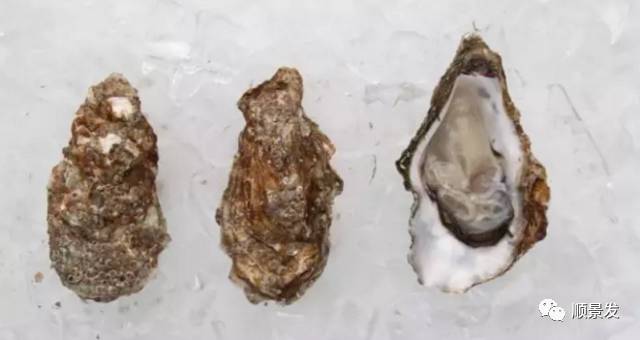 贝类海鲜的品种及图片大全,常见的贝类海鲜图片大全及名称