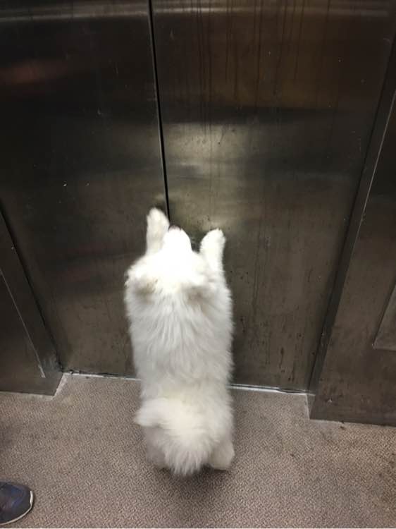 谨慎养猫有这6种坏处你能接受吗,养狗不要养萨摩耶