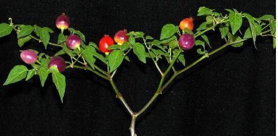 七彩辣椒多少钱一盆,观赏辣椒多少钱一盆