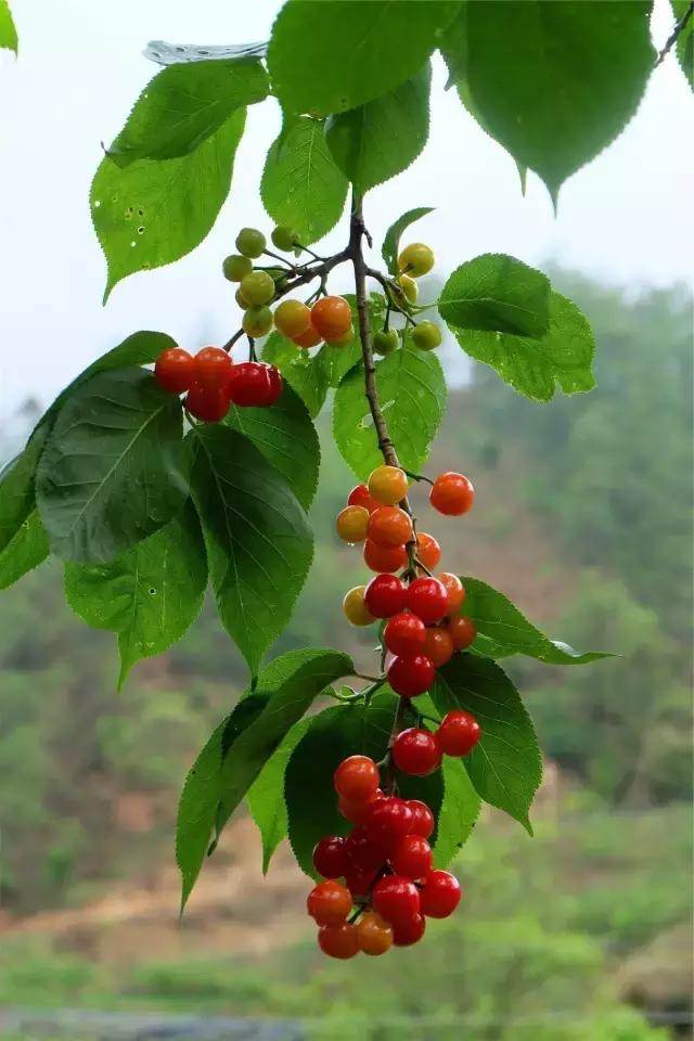 攀枝花哪里的樱桃最好吃,攀枝花市米易县的樱桃