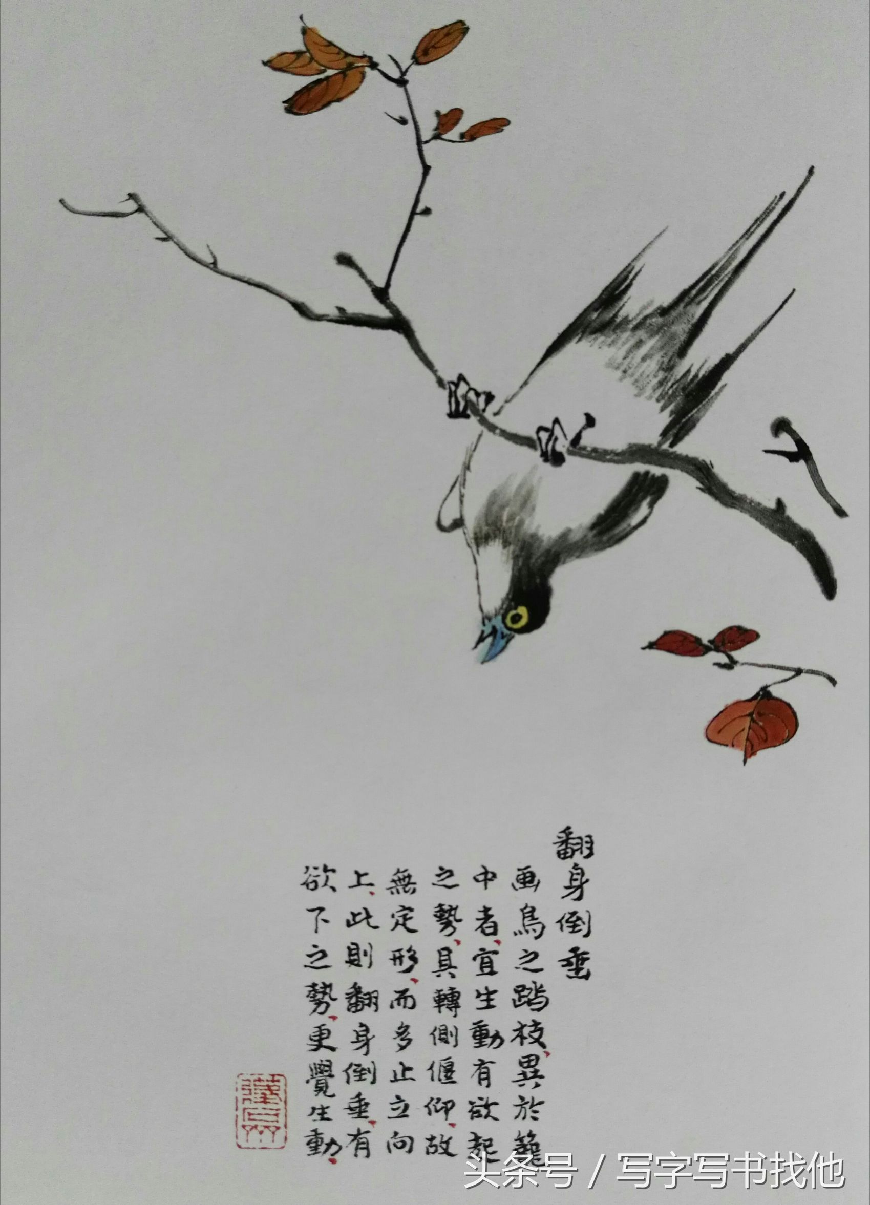 100幅鸟的画法内附绘画步骤,画鸟初学者入门步骤