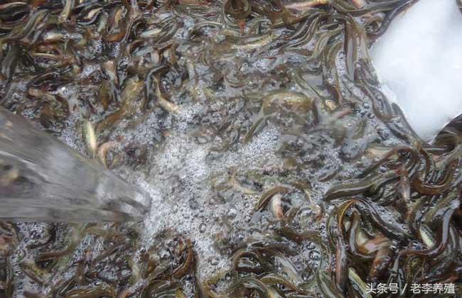 捕捉泥鳅的最佳饵料,怎么捕捉泥鳅和螃蟹