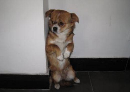 如何教会狗狗定点上厕所,如何引导狗狗去指定的地方上厕所