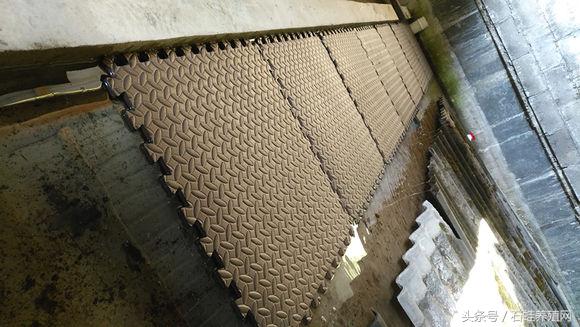 石蛙养殖致富经营方案,石蛙养殖投资收益