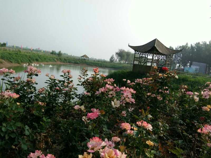 国际玫瑰大会,第三届国际玫瑰文化旅游节