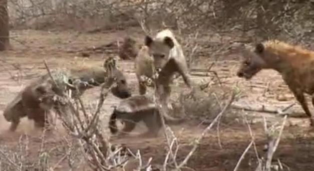 蜜獾和鬣狗哪个厉害,非洲蜜獾跟鬣狗谁厉害