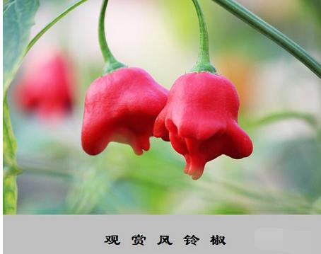 七彩辣椒多少钱一盆,观赏辣椒多少钱一盆