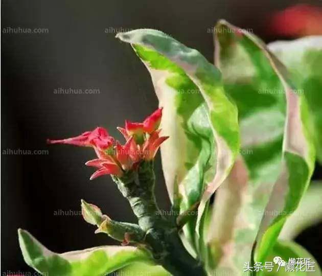 有毒有害的花草有哪些,千万不要碰的10种毒虫