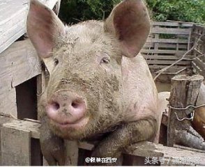 徐老汉给母猪配种，让你笑到肚子痛