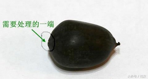 碗莲种植方法全过程,碗莲种植过程图解