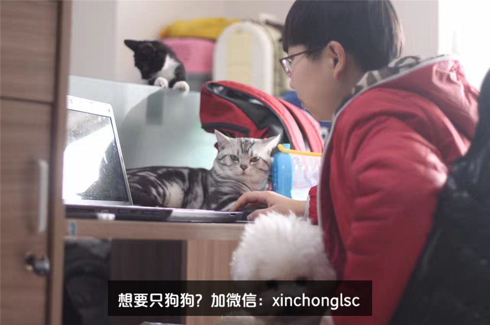 这家公司在办公室里养了十几只宠物员工幸福指数真高
