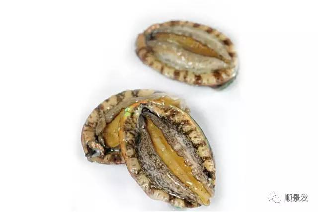 十种常见贝类海鲜图片,贝类海鲜全图