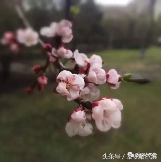 春天哈尔滨好玩的地方,哈尔滨春天景色