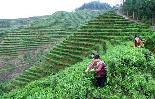 两度获世界金奖的江西遂川狗牯脑茶，茶名很奇葩，它为啥能获奖？