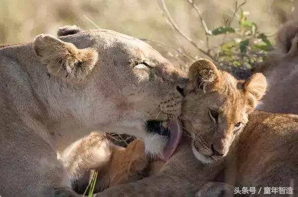 假期一定要带孩子看的5部纪录片,孩子必看的10部自然纪录片