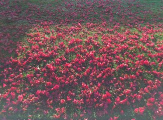 新西兰全景巴士,那些自驾游来不及知道的事儿(北岛+南岛超多公共交通实用信息各类购票详细教程InterCity)