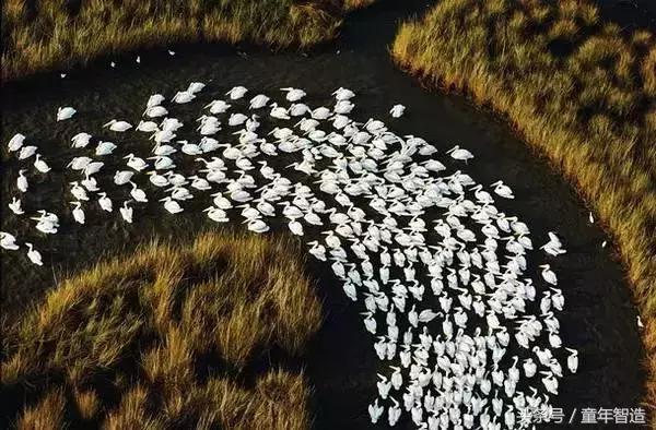 假期一定要带孩子看的5部纪录片,孩子必看的10部自然纪录片