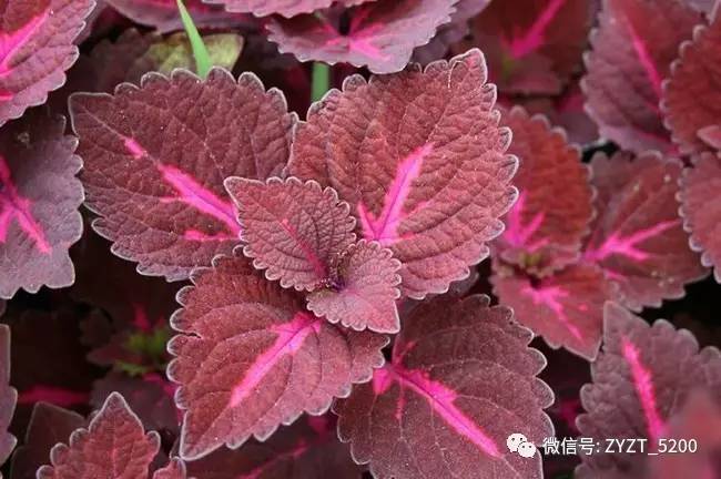 安胎药配方大全,安胎药古方