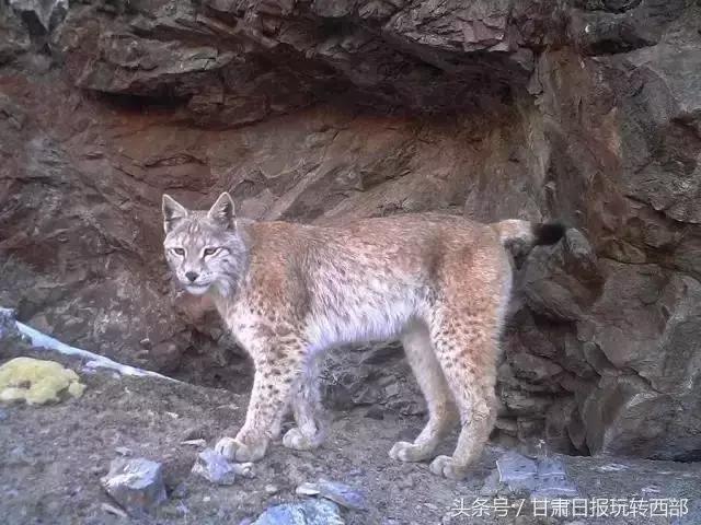 甘肃这个小边防县，人少景美就算了，居然还有雪豹棕熊和赤狐！