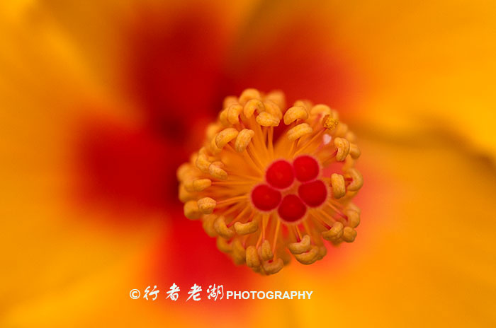 leica相机好在哪里,leica数码相机怎么样