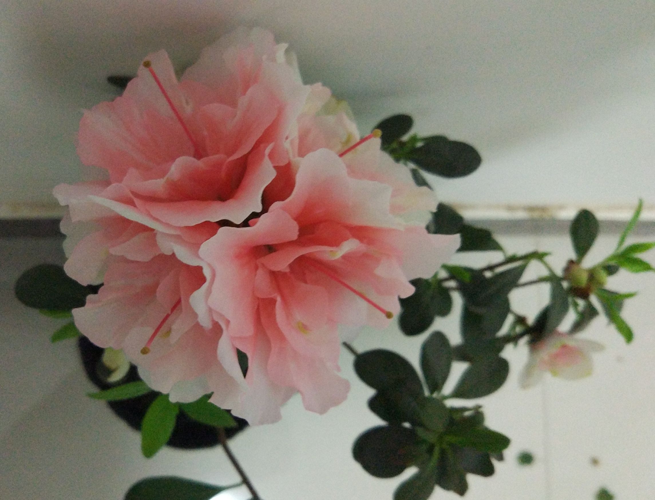 杜鹃叶子全部枯死了还能活过来吗,小叶杜鹃部分小枝叶枯死如何挽救