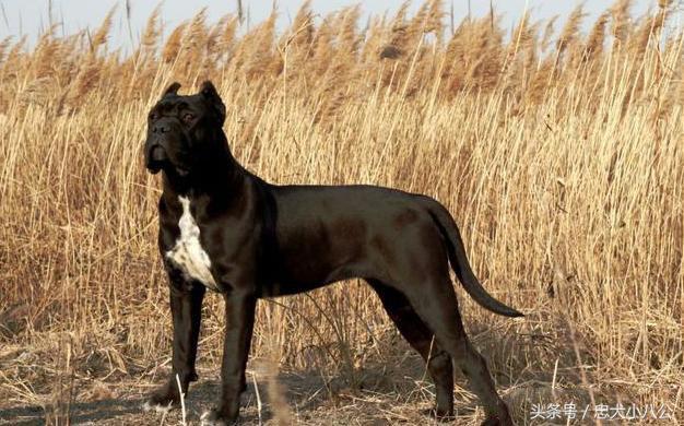 看家护院最听话的狗是什么品种,看家护院会攻击小偷的狗