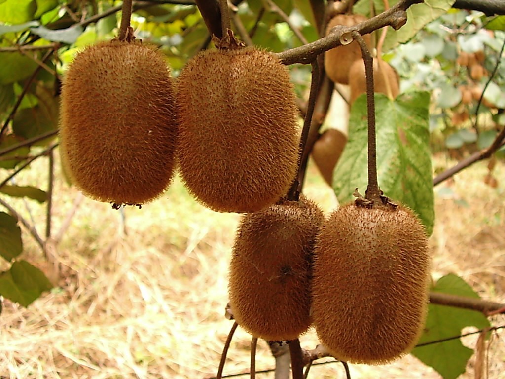 金福猕猴桃抗黄化病吗,猕猴桃黄化病最佳治疗方法