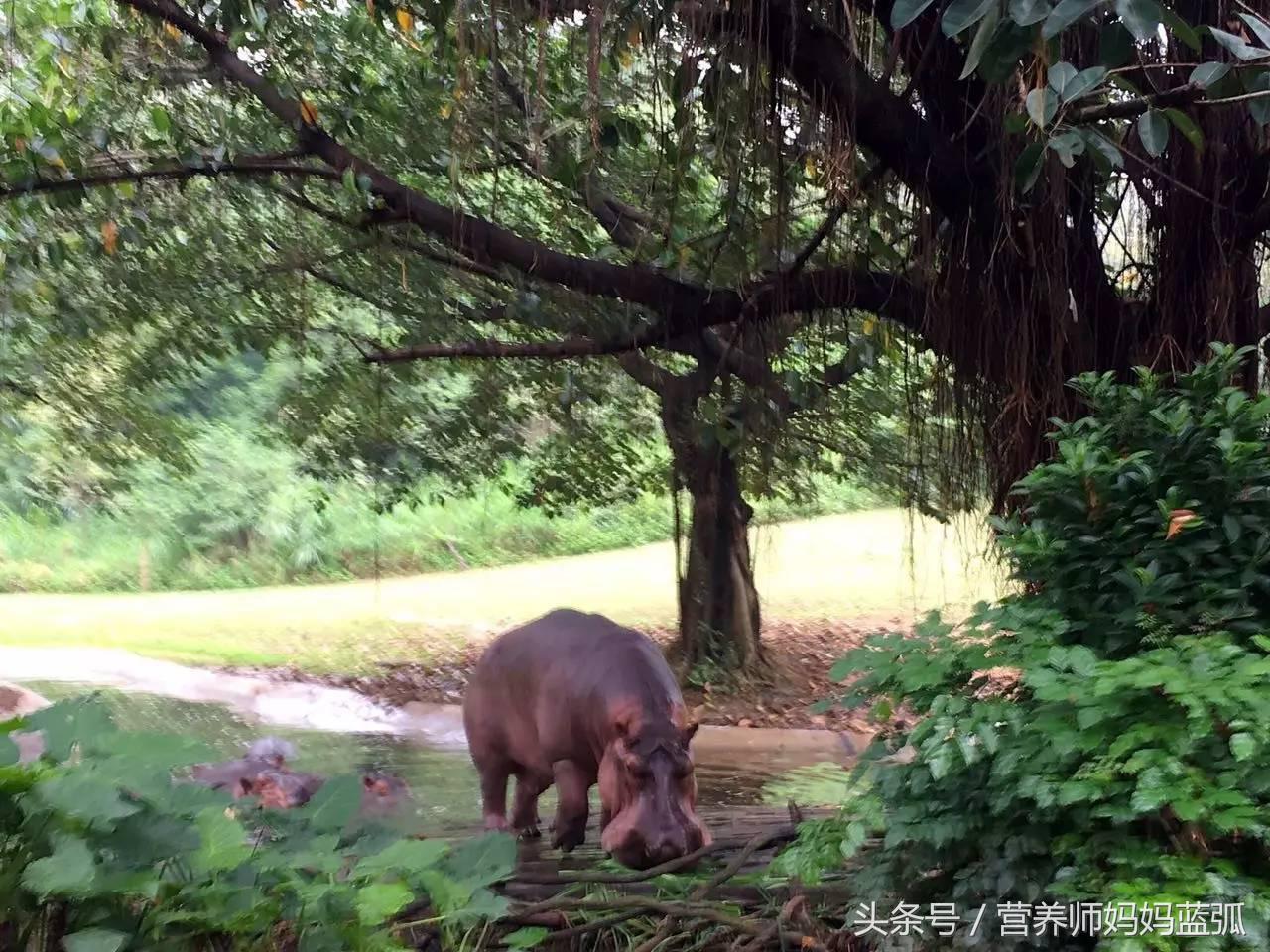暑假长隆海洋王国游玩感受,海洋王国好玩还是长隆野生动物园