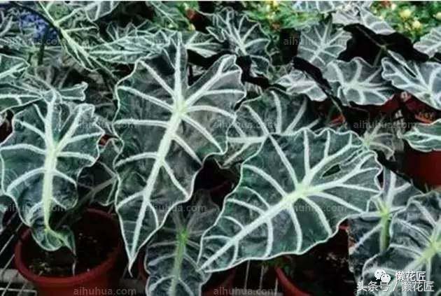 有毒有害的花草有哪些,千万不要碰的10种毒虫