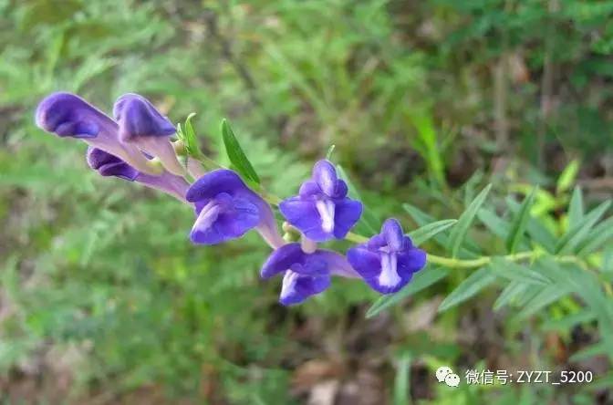 安胎药配方大全,安胎药古方