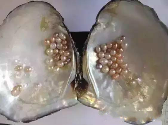 珍珠养殖过程揭秘,珍珠养殖要多久