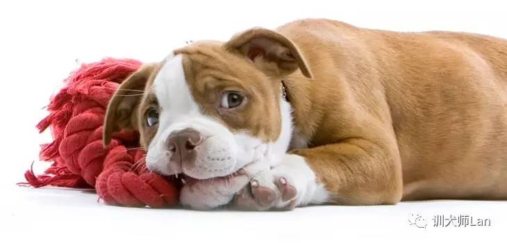 狗狗拆家最快解决方法,狗狗拆家乱抓怎么办