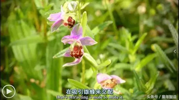 假期一定要带孩子看的5部纪录片,孩子必看的10部自然纪录片