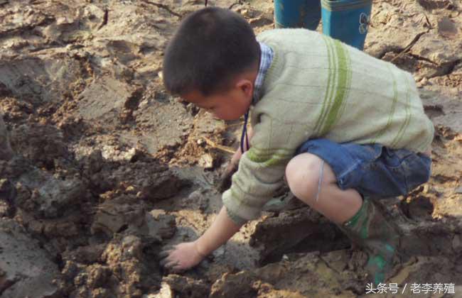 怎么捕捉泥鳅和螃蟹,捕捉泥鳅的最佳饵料
