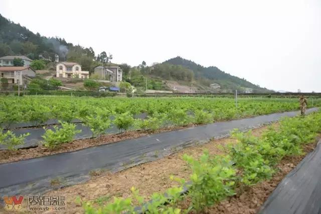 宜宾屏山蓝莓基地采摘园在哪,宜宾蓝莓采摘基地多久可以摘