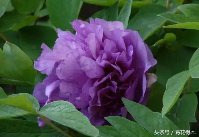 芍药名贵品种图片大全,芍药名贵品种紫袍金带