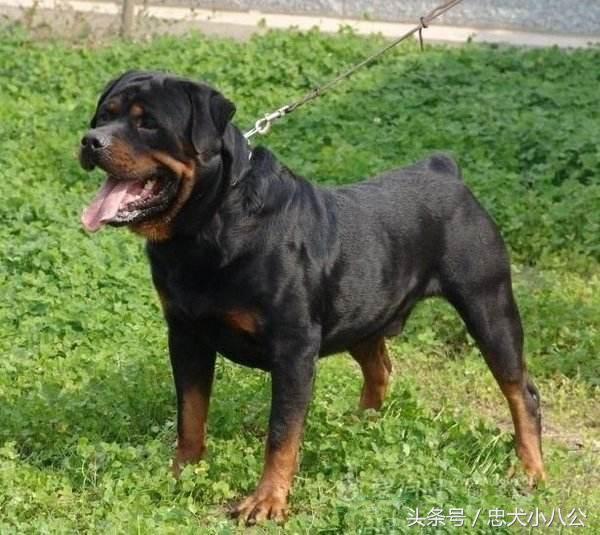 看家护院最听话的狗是什么品种,看家护院会攻击小偷的狗
