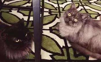 古牧真的很难养吗,古牧被遗弃了