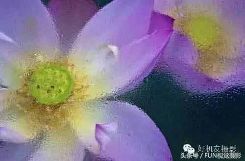 花卉创意摄影作品欣赏,花卉创意摄影十个技巧是什么