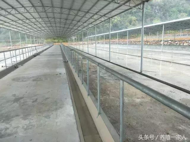 牛圈建设标准是多少,牛圈的建设尺寸