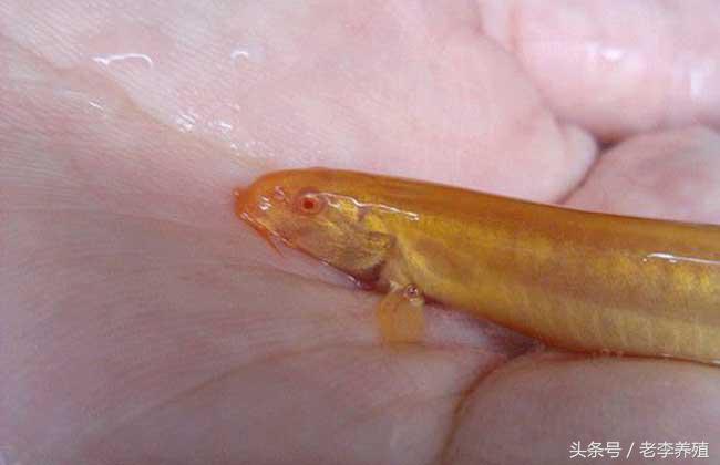 捕捉泥鳅的最佳饵料,怎么捕捉泥鳅和螃蟹