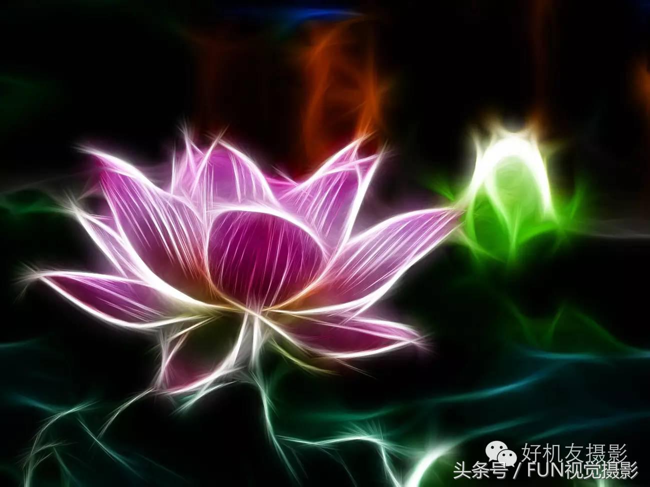 花卉创意摄影作品欣赏,花卉创意摄影十个技巧是什么