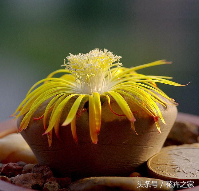 石头也能绽放的如此美丽,石头也能变得如此精致美妙