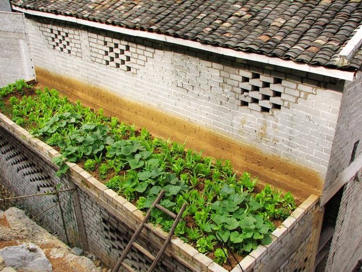 田东大石山区有个别墅村，蔬菜种在屋顶上
