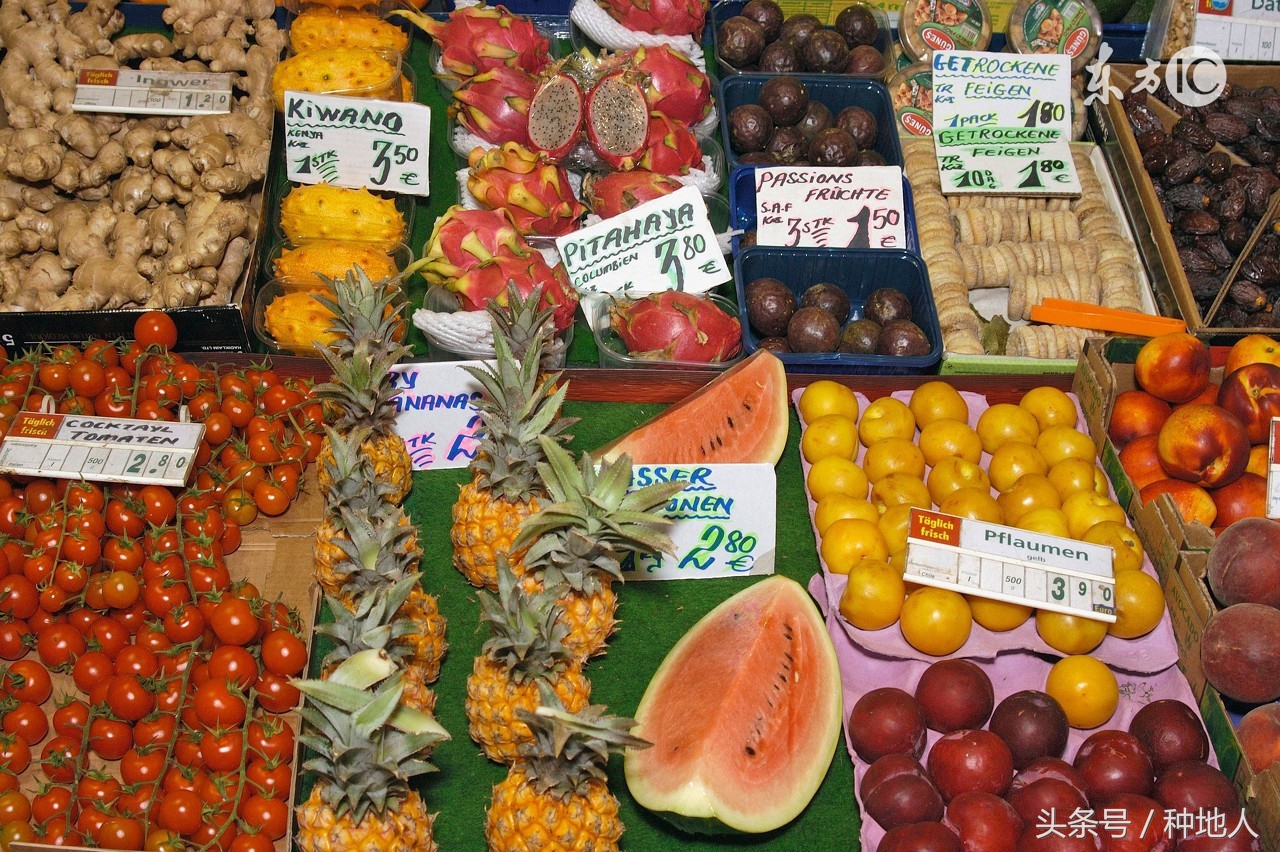 各种水果的成熟时间,现在水果季节吃什么水果