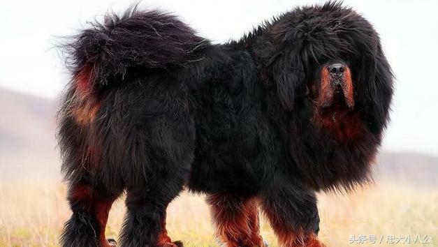 看家护院最听话的狗是什么品种,看家护院会攻击小偷的狗