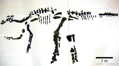 日本发现的恐龙化石,日本恐龙化石